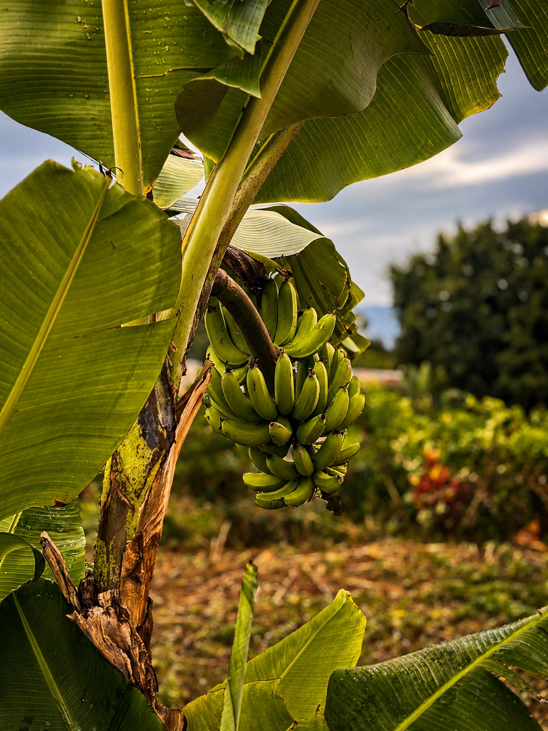 Banana crop growing in Limpopo